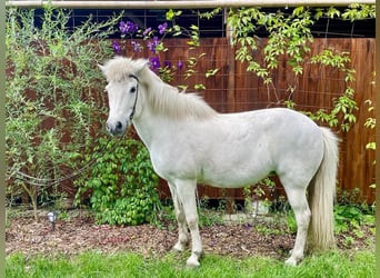Pony Islandese, Giumenta, 19 Anni, 141 cm, Grigio