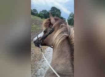 Pony Islandese, Giumenta, 19 Anni, 142 cm, Falbo baio