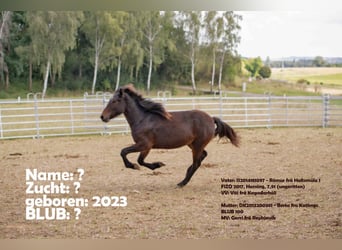 Pony Islandese, Giumenta, 1 Anno, 132 cm, Baio