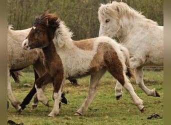 Pony Islandese, Giumenta, 1 Anno, 138 cm, Pezzato