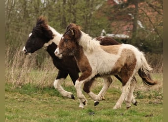 Pony Islandese, Giumenta, 1 Anno, 138 cm, Pezzato