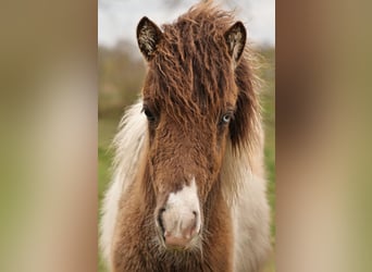 Pony Islandese, Giumenta, 1 Anno, 138 cm, Pezzato