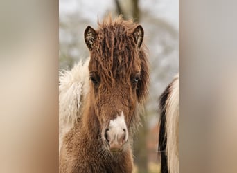 Pony Islandese, Giumenta, 1 Anno, 138 cm, Pezzato