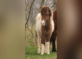 Pony Islandese, Giumenta, 1 Anno, 138 cm, Pezzato