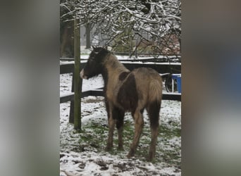Pony Islandese, Giumenta, 1 Anno, 138 cm, Pezzato