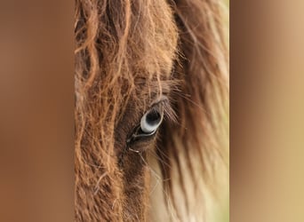 Pony Islandese, Giumenta, 1 Anno, 138 cm, Pezzato