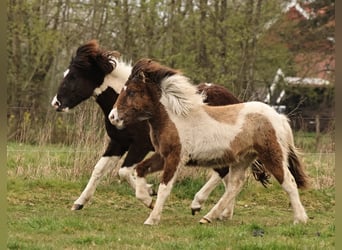Pony Islandese, Giumenta, 1 Anno, 138 cm, Pezzato