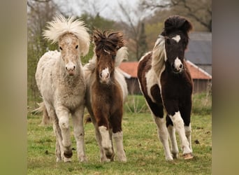 Pony Islandese, Giumenta, 1 Anno, 138 cm, Pezzato