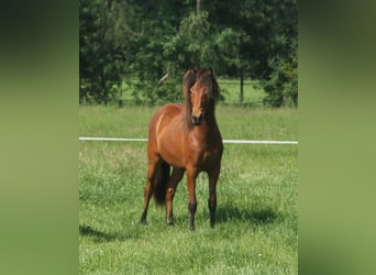 Pony Islandese, Giumenta, 1 Anno, 140 cm, Baio