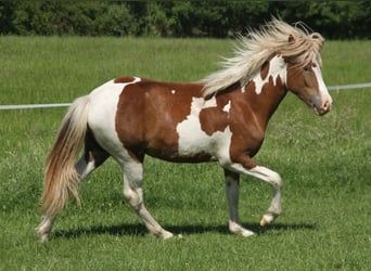 Pony Islandese, Giumenta, 1 Anno, 140 cm