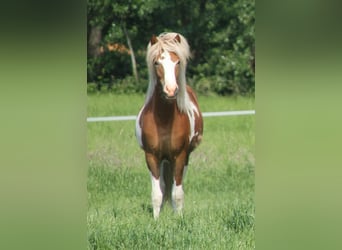 Pony Islandese, Giumenta, 1 Anno, 140 cm