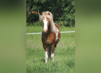 Pony Islandese, Giumenta, 1 Anno, 140 cm