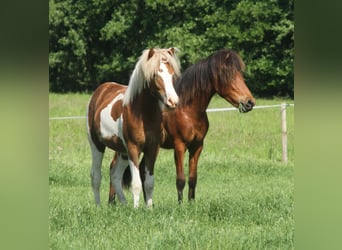 Pony Islandese, Giumenta, 1 Anno, 140 cm