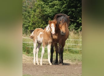 Pony Islandese, Giumenta, 1 Anno, 140 cm