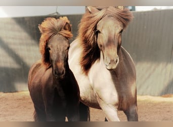 Pony Islandese, Giumenta, 1 Anno, 140 cm, Morello