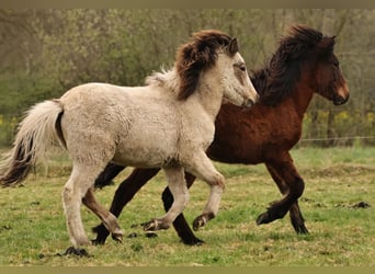 Pony Islandese, Giumenta, 1 Anno, 140 cm, Pelle di daino
