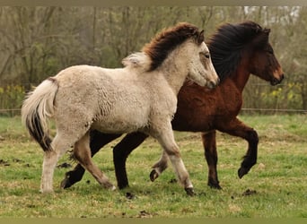 Pony Islandese, Giumenta, 1 Anno, 140 cm, Pelle di daino