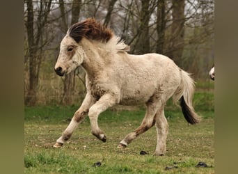 Pony Islandese, Giumenta, 1 Anno, 140 cm, Pelle di daino