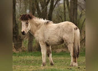 Pony Islandese, Giumenta, 1 Anno, 140 cm, Pelle di daino