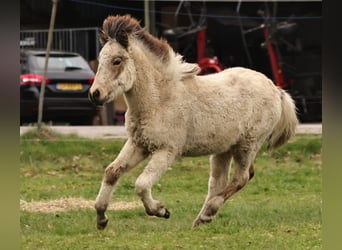 Pony Islandese, Giumenta, 1 Anno, 140 cm, Pelle di daino