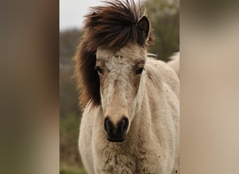 Pony Islandese, Giumenta, 1 Anno, 140 cm, Pelle di daino