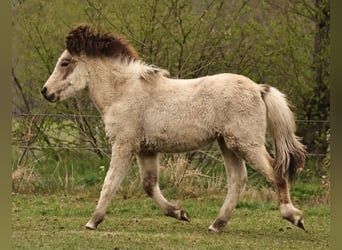 Pony Islandese, Giumenta, 1 Anno, 140 cm, Pelle di daino