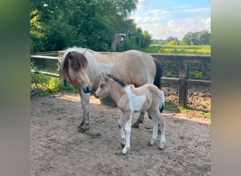 Pony Islandese, Giumenta, 1 Anno, 140 cm, Pelle di daino