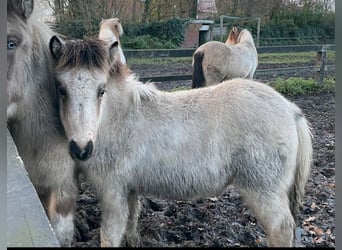Pony Islandese, Giumenta, 1 Anno, 140 cm, Pelle di daino