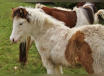 Pony Islandese, Giumenta, 1 Anno, 140 cm, Pezzato