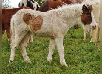 Pony Islandese, Giumenta, 1 Anno, 140 cm, Pezzato