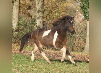 Pony Islandese, Giumenta, 1 Anno, 140 cm, Pezzato