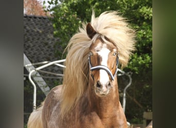 Pony Islandese, Giumenta, 1 Anno, 140 cm, Pezzato