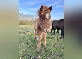 Pony Islandese, Giumenta, 1 Anno, 140 cm, Sauro