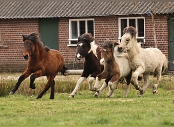 Pony Islandese, Giumenta, 1 Anno, 142 cm, Baio