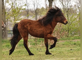 Pony Islandese, Giumenta, 1 Anno, 142 cm, Baio