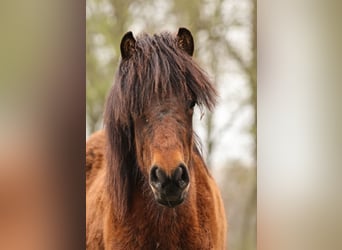 Pony Islandese, Giumenta, 1 Anno, 142 cm, Baio