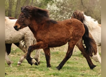 Pony Islandese, Giumenta, 1 Anno, 142 cm, Baio