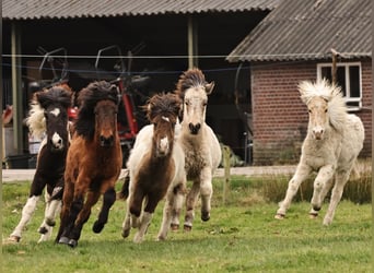Pony Islandese, Giumenta, 1 Anno, 142 cm, Baio