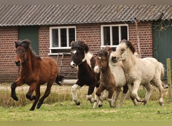Pony Islandese, Giumenta, 1 Anno, 142 cm, Baio