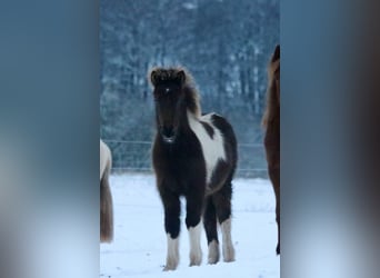 Pony Islandese, Giumenta, 1 Anno, 142 cm
