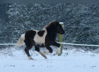 Pony Islandese, Giumenta, 1 Anno, 142 cm