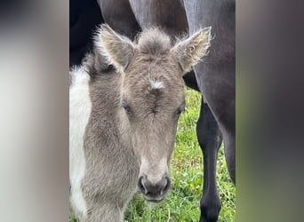 Pony Islandese, Giumenta, 1 Anno, 142 cm