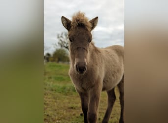 Pony Islandese, Giumenta, 1 Anno, 143 cm, Falbo