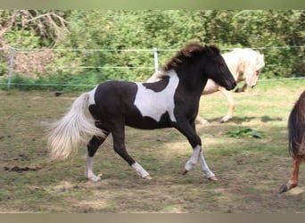 Pony Islandese, Giumenta, 1 Anno, 145 cm