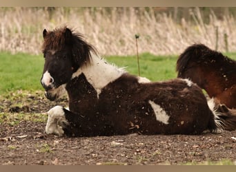 Pony Islandese, Giumenta, 1 Anno, 145 cm, Pezzato