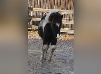 Pony Islandese, Giumenta, 1 Anno, 145 cm, Pezzato