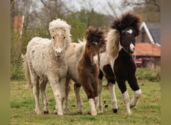 Pony Islandese, Giumenta, 1 Anno, 145 cm, Pezzato