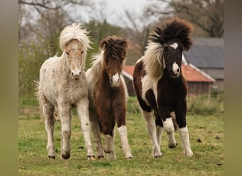 Pony Islandese, Giumenta, 1 Anno, 145 cm, Pezzato