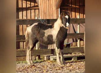 Pony Islandese, Giumenta, 1 Anno, 145 cm, Pezzato