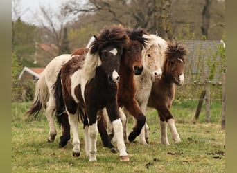 Pony Islandese, Giumenta, 1 Anno, 145 cm, Pezzato